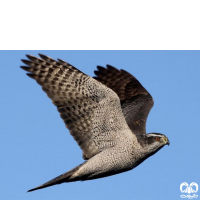 گونه طرلان Northern Goshawk 